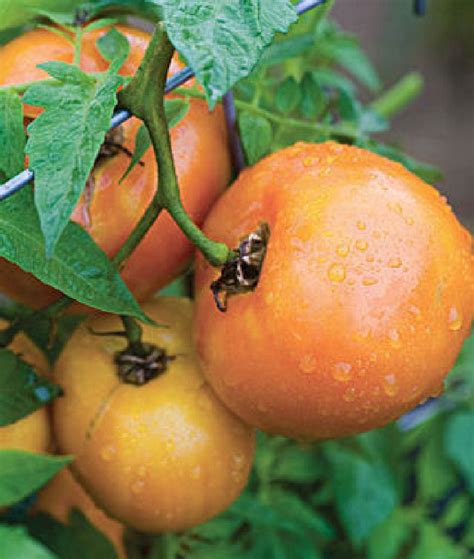 Tomato Orange Wellington F1 Vegetable Seeds Viridis Hortus