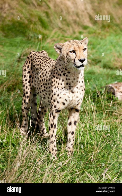 Cheetah Standing High Resolution Stock Photography And Images Alamy