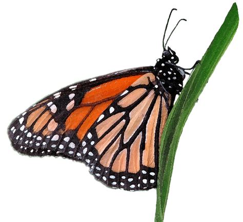 Monarch Butterfly Clipart Picture Biological Science