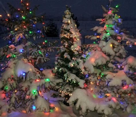 Heavily Snow Covered Christmas Trees Photograph By Judy Schneider