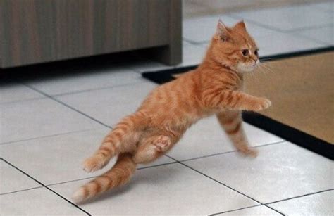 Cute Funny Dancing Cat Pics Neatorama