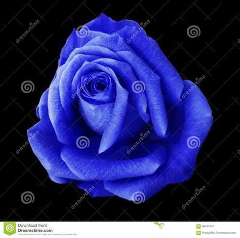 Blue Rose Flower Black Isolated Background With Clipping Path Closeup