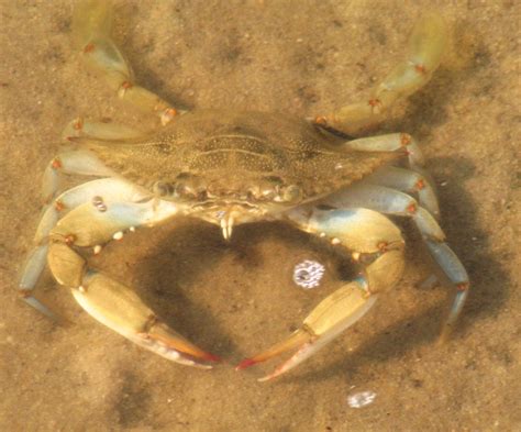 Nature Notes The Blue Crab Ufifas Extension Escambia County