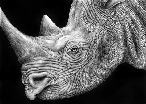 Countless Pens Used To Draw Detailed Animals Portraits Animal
