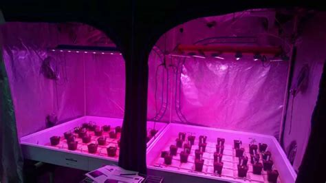 Check out this cannabis vertical farm with our spydr 600 led grow lights. BML SPYDR 600 vs Illumitex NeoSol NS Grow Test - YouTube