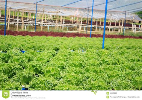 Hydroponic Vegetable Farm Stock Photo Image 56553980