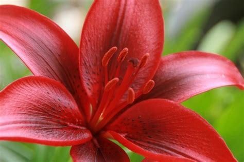 Gallery For Red Tiger Lilies Flowers