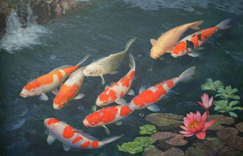 Koi Live Wallpaper For Pc 41 Images