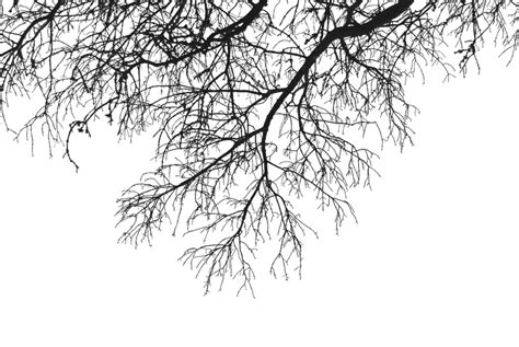 Hanging Branches 02 Png By Aledjonesstocknart On Deviantart
