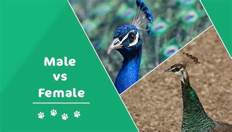 Male Vs Female Peacocks How To Tell The Difference With Pictures