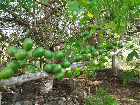 The average bearing age of fruit trees is as follows; an expat journal: Mangoes and bluggos and plums...oh my!