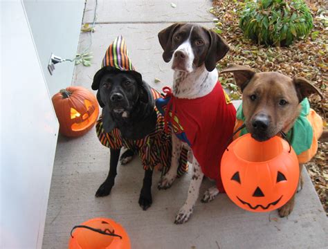 Treat tossing, full hd wifi halloween pet names. Enter Your Dog in The Esplanade's Puppy Costume Contest ...