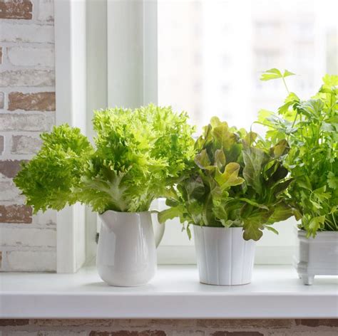 15 Indoor Herb Garden Ideas 2020 Kitchen Herb Planters