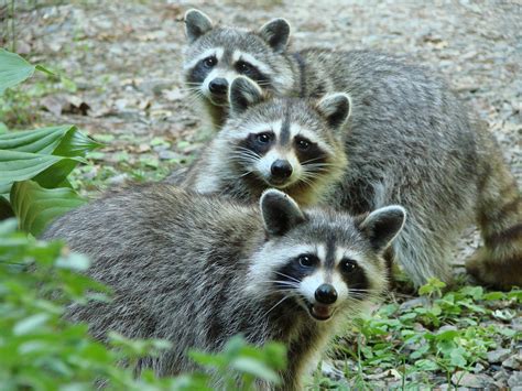 Raccoons Fun Animals Wiki Videos Pictures Stories
