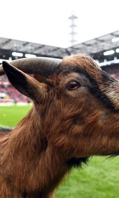 Hennes The Goat Colognes Long Serving Club Mascot Retires Fox Sports