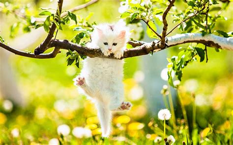 Download Cute Leaf Branch Tree Kitten Animal Cat Cute Cat Hd Wallpaper