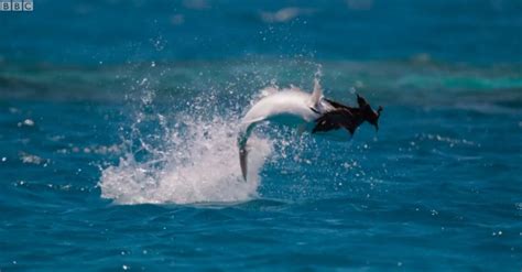 Crazy Video Shows Fish Leaping From The Ocean To Eat Birds