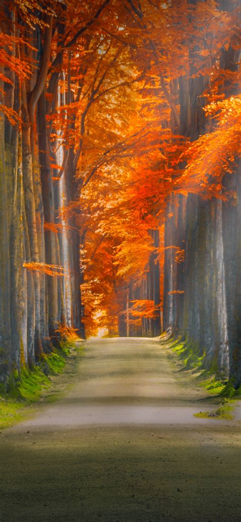 Forest Path 4k Wallpaper Trunks Trees Woods Autumn Leaves Road