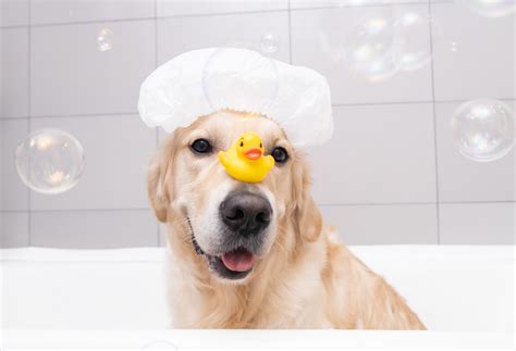 Dog Grooming Pamper Pet Bath Shampoo | Pet Age