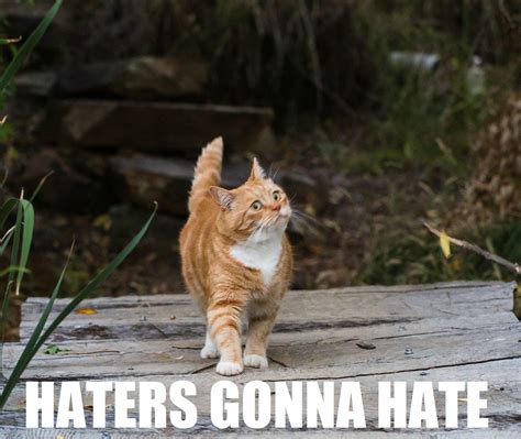 Cat Meme Quote Funny Humor Grumpy Sadic Wallpapers