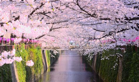 Cherry Blossom Forecast 2020 Blog Travel Japan Japan National