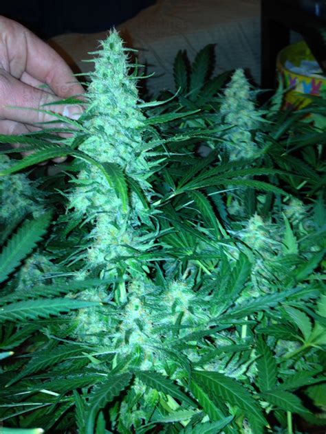 Buy Critical Jack Herer Feminized Seeds By Delicious Seeds Organization