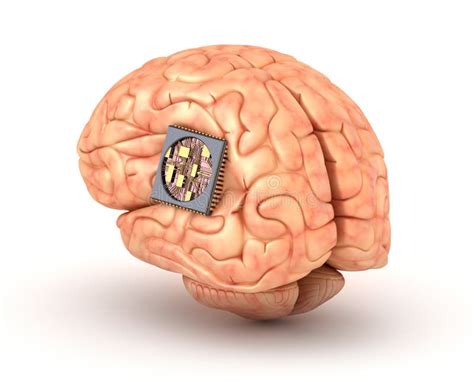 Human Brain With Computer Chip Stock Illustration Illustration Of