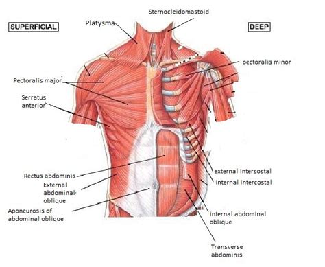 Muscles Of The Chest And Abdomen Muscle Anatomy Muscle Muscle Diagram