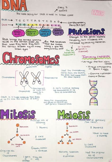 DNA Chromosomes And Cell Division GCSE Biology WJEC