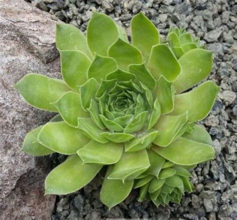 Sempervivum Emerald Lustre Farmyard Nurseries Fresh Green Soft