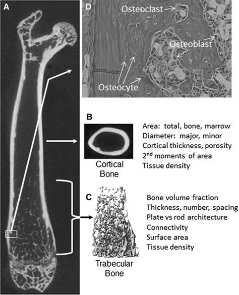 Organization Of Long Bones A The Structure Of The Mouse Femur Is Shown