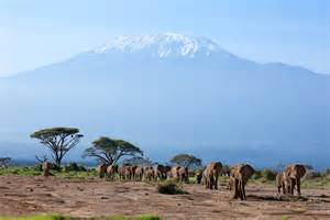 A Kilimandzsárón bukkantak Afrika legmagasabb fájára