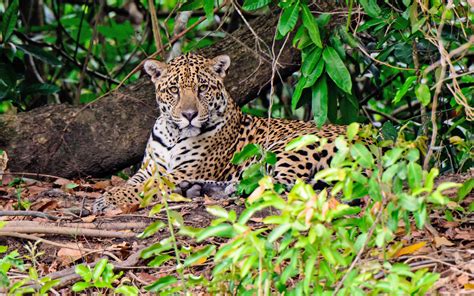 Wild Jaguar Conservation Necessary In Mesoamerica •