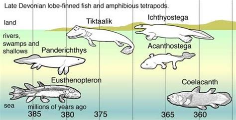 Tiktaalik And The Fishy Story Of Walking Fish Part 2 Answers In Genesis