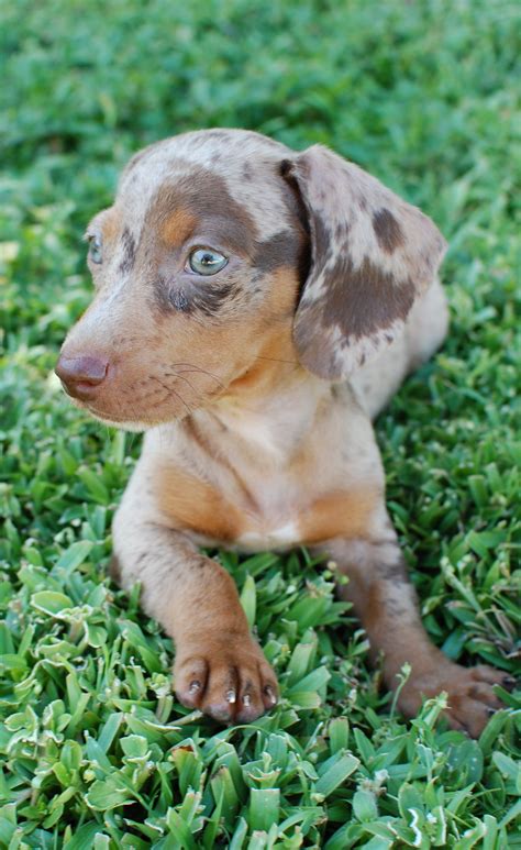 Miniature Shorthaired Chocolate And Tan Dapple Dachshund With Green