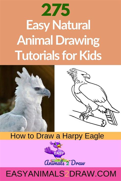 Learn How To Draw An Amazing Harpy Eagle With This Easy And
