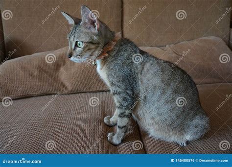 Adorable Teen Pregnant Tabby Cat Live Indoor Stock Photo Image Of