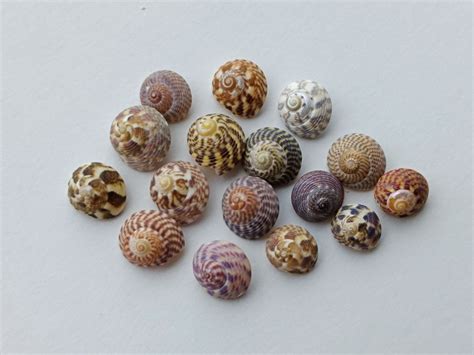 50 Teeny Tiny Top Shells For Seashell Art Tiny Colorful Craft Etsy
