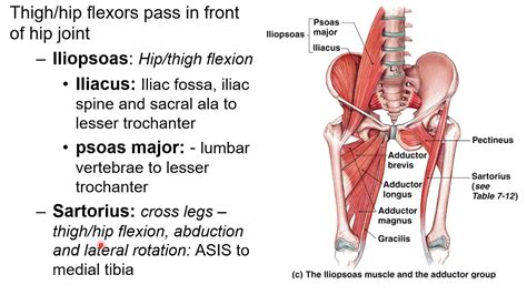 Chapter 11G Muscular System Movement Of Hip YouTube