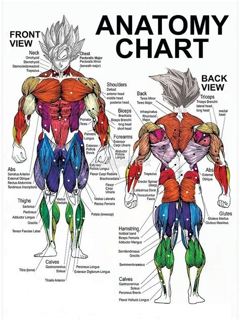 Muscle Diagram Anatomy Chart Poster By Veggieflex Redbubble