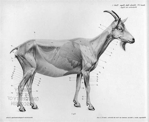 Goat Leg Anatomy