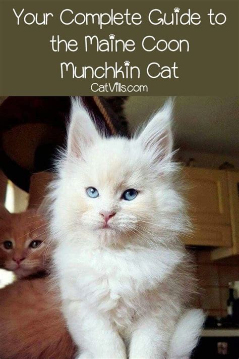 Maine Coon Munchkin Cats A Unique Breed Combo