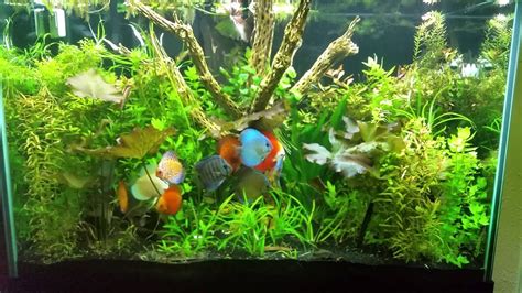 150 Gallon Discus Tank Planted Added Cholla Wood Youtube
