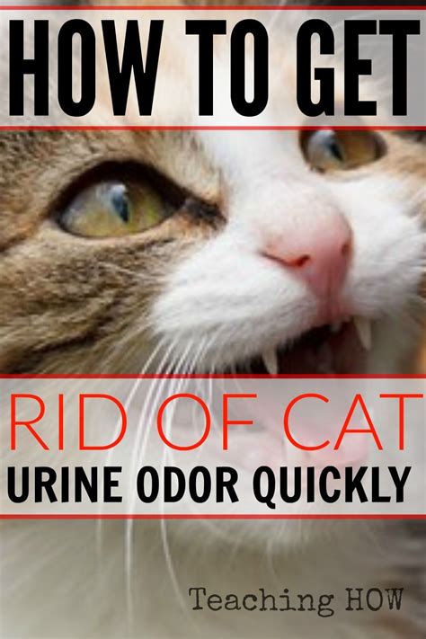The smell of cat urine or faeces in the house can be this will only make the cat more fearful and the problem worse. How to get rid of cat urine odor quickly! Because for how ...