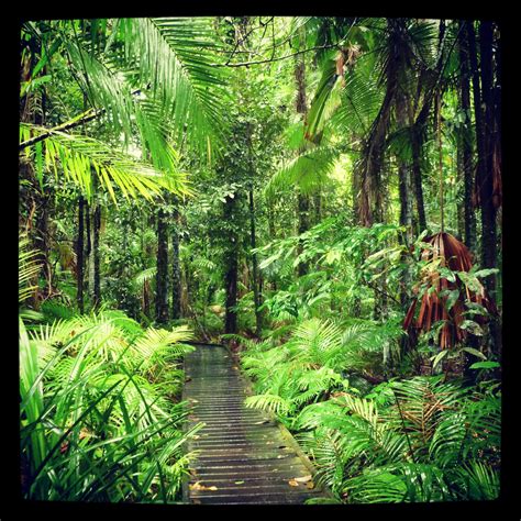 Magical Rainforest Boardwalk At The Cairns Botanical Gardens Tropical North Queensland
