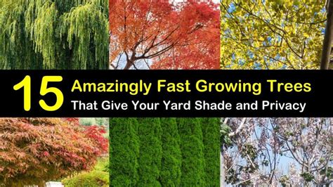15 Amazingly Fast Growing Trees That Give Your Yard Shade And Privacy Fast Growing Trees