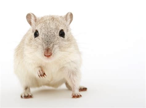 Free Images Girl White Mouse Animal Cute Isolated Female Pet