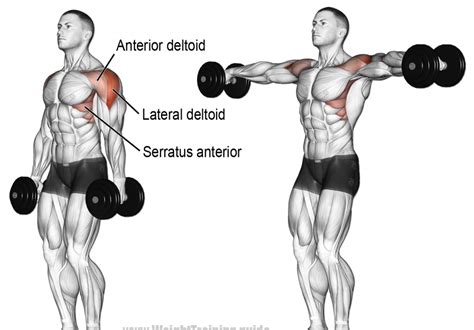 7 Shoulder Workouts Best Exercises For Beginners At The Gym