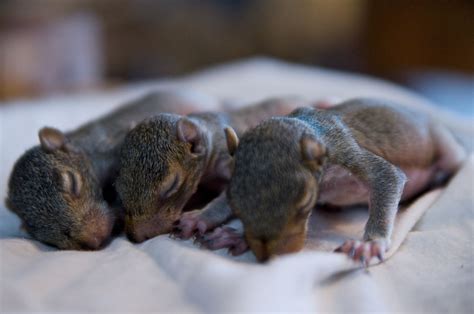 Being Adorable Is A Tough Job These Baby Squirrels Are Ready For Nap