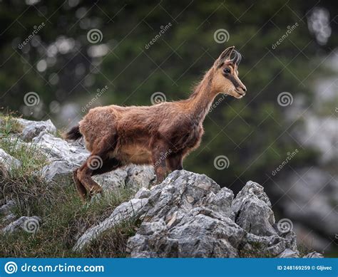 Mountain Goat In The Mountain Landscape Of Julian Alps Stock Image